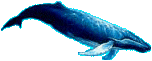 Picture of Whale